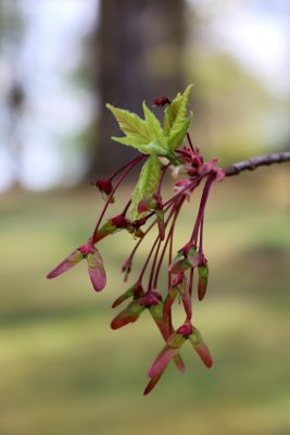 Acer rubrum 'Red Sunset' - javor červený - nažky (65)